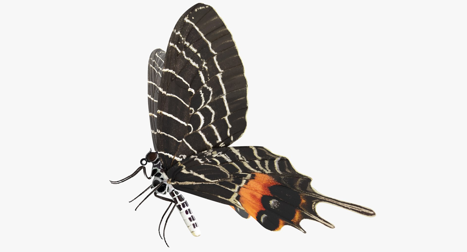 insects big 5 collections 3D model https://p.turbosquid.com/ts-thumb/a8/NZDPHi/SHOJBfTH/insectsbigcollection5vray3dmodel092/jpg/1595402332/1920x1080/fit_q87/4c0ccf403ea99cfc0942dfe2429fddf6c8d7ac29/insectsbigcollection5vray3dmodel092.jpg