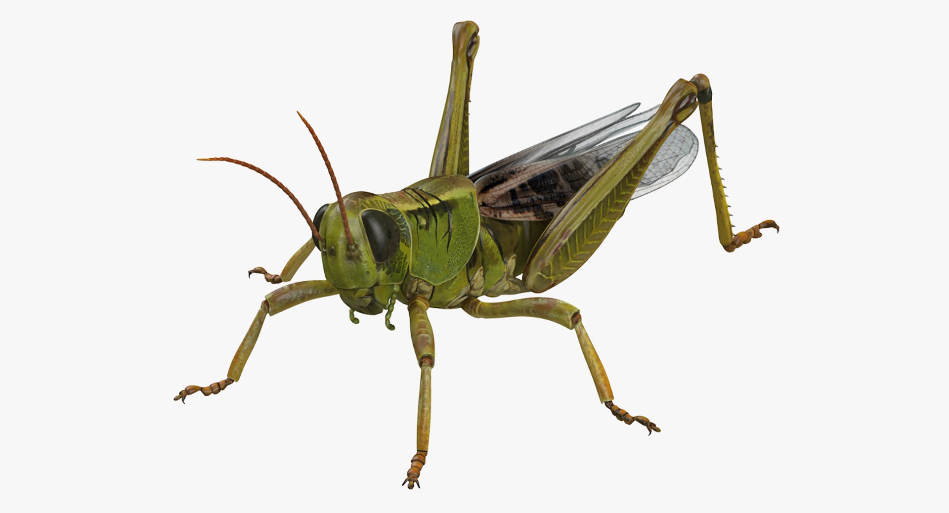 insects big 5 collections 3D model https://p.turbosquid.com/ts-thumb/a8/NZDPHi/SptkGpq2/insectsbigcollection5vray3dmodel049/jpg/1595402227/1920x1080/fit_q87/40d9264f6bb3539e24e13d45f384af824ea669ee/insectsbigcollection5vray3dmodel049.jpg
