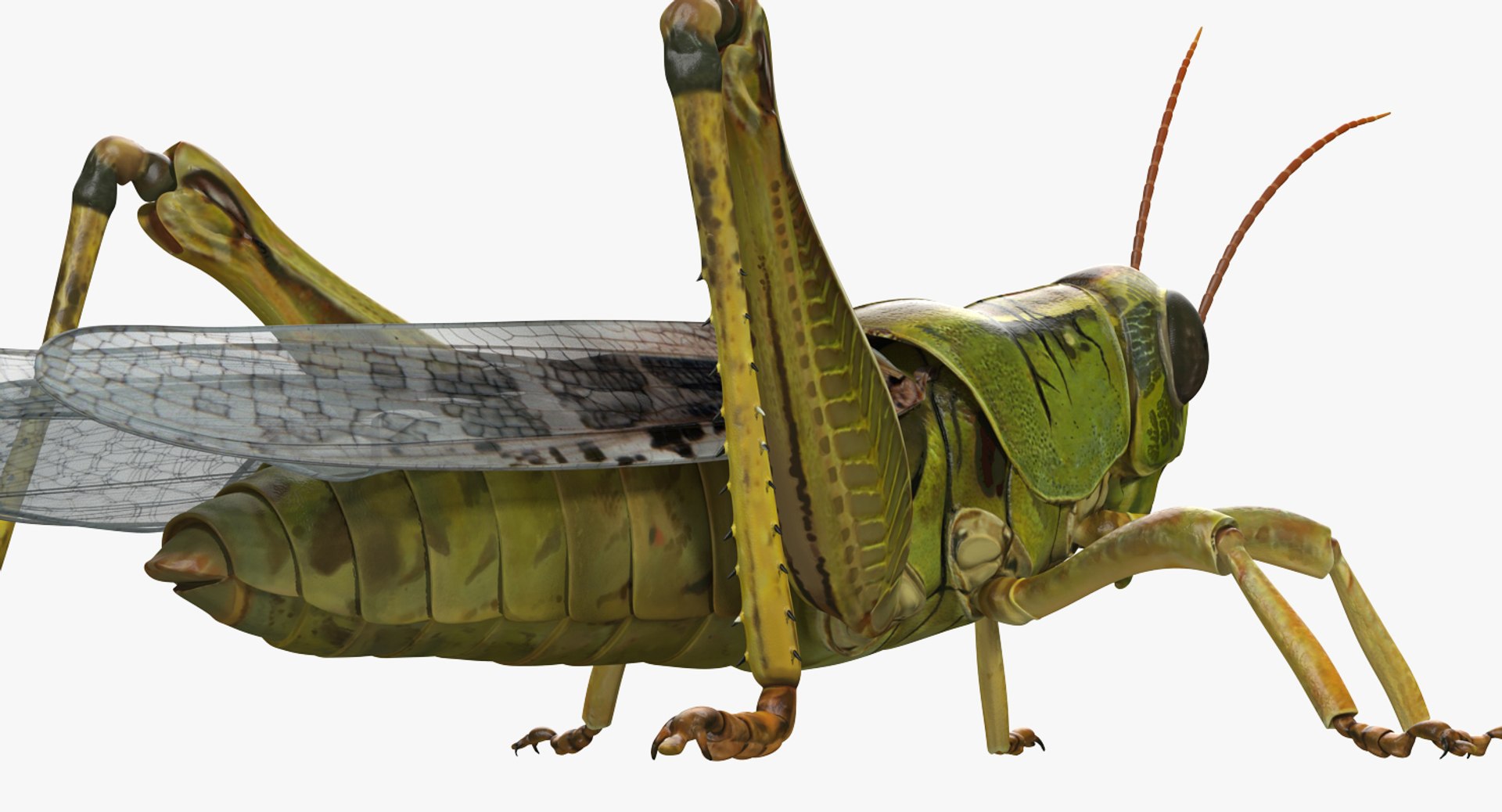 insects big 5 collections 3D model https://p.turbosquid.com/ts-thumb/a8/NZDPHi/UiRbIuBj/insectsbigcollection5vray3dmodel052/jpg/1595402234/1920x1080/fit_q87/fe48e1b7d19931fc58403aaed3d214ab95d8e80f/insectsbigcollection5vray3dmodel052.jpg