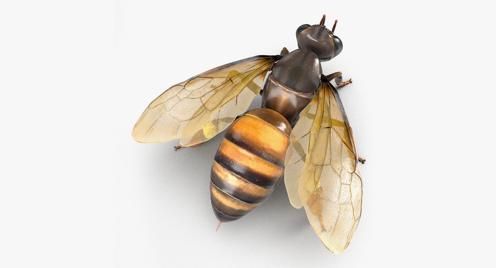 insects big 5 collections 3D model https://p.turbosquid.com/ts-thumb/a8/NZDPHi/V4XxilnM/insectsbigcollection5vray3dmodel156/jpg/1595402483/1920x1080/fit_q87/57c2f1dfe02e2d8122231b07ce633f303c1dc592/insectsbigcollection5vray3dmodel156.jpg