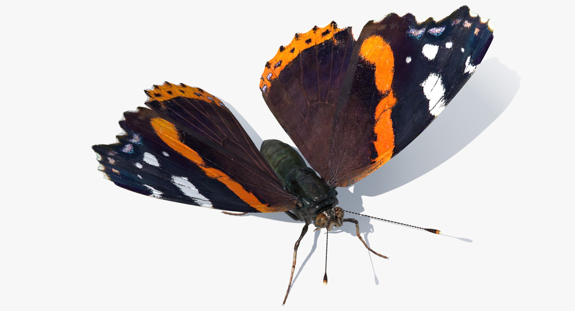 insects big 5 collections 3D model https://p.turbosquid.com/ts-thumb/a8/NZDPHi/Vz6CJUkg/insectsbigcollection5vray3dmodel076/jpg/1595402295/1920x1080/fit_q87/1a096b58a44f010c6f96bd9323cc9aa61c4097d0/insectsbigcollection5vray3dmodel076.jpg
