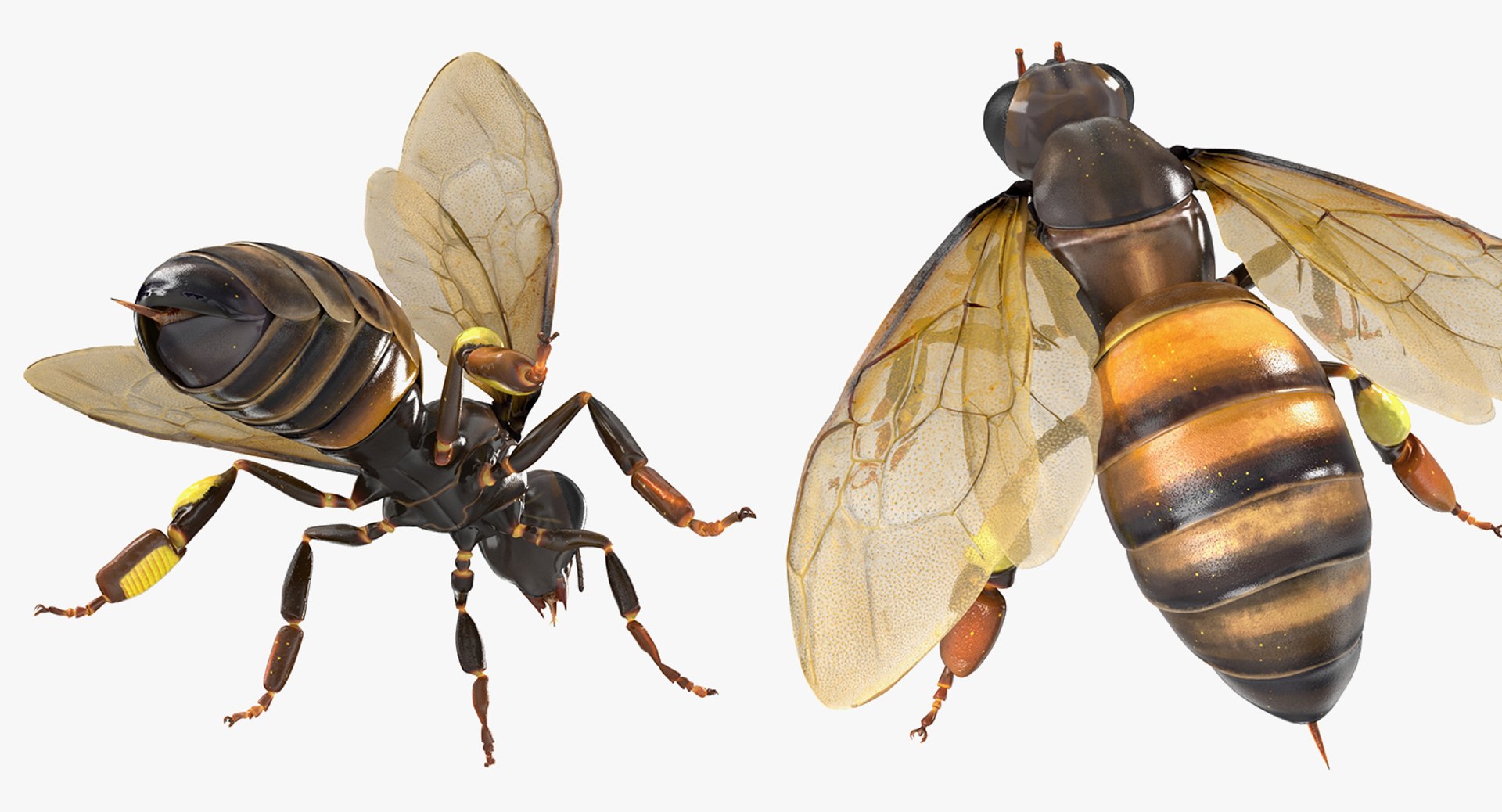 insects big 5 collections 3D model https://p.turbosquid.com/ts-thumb/a8/NZDPHi/W19I3euI/insectsbigcollection5vray3dmodel157/jpg/1595402485/1920x1080/fit_q87/57d6b5016daf8a337d0a7a6ed8c589e3cb118ec2/insectsbigcollection5vray3dmodel157.jpg