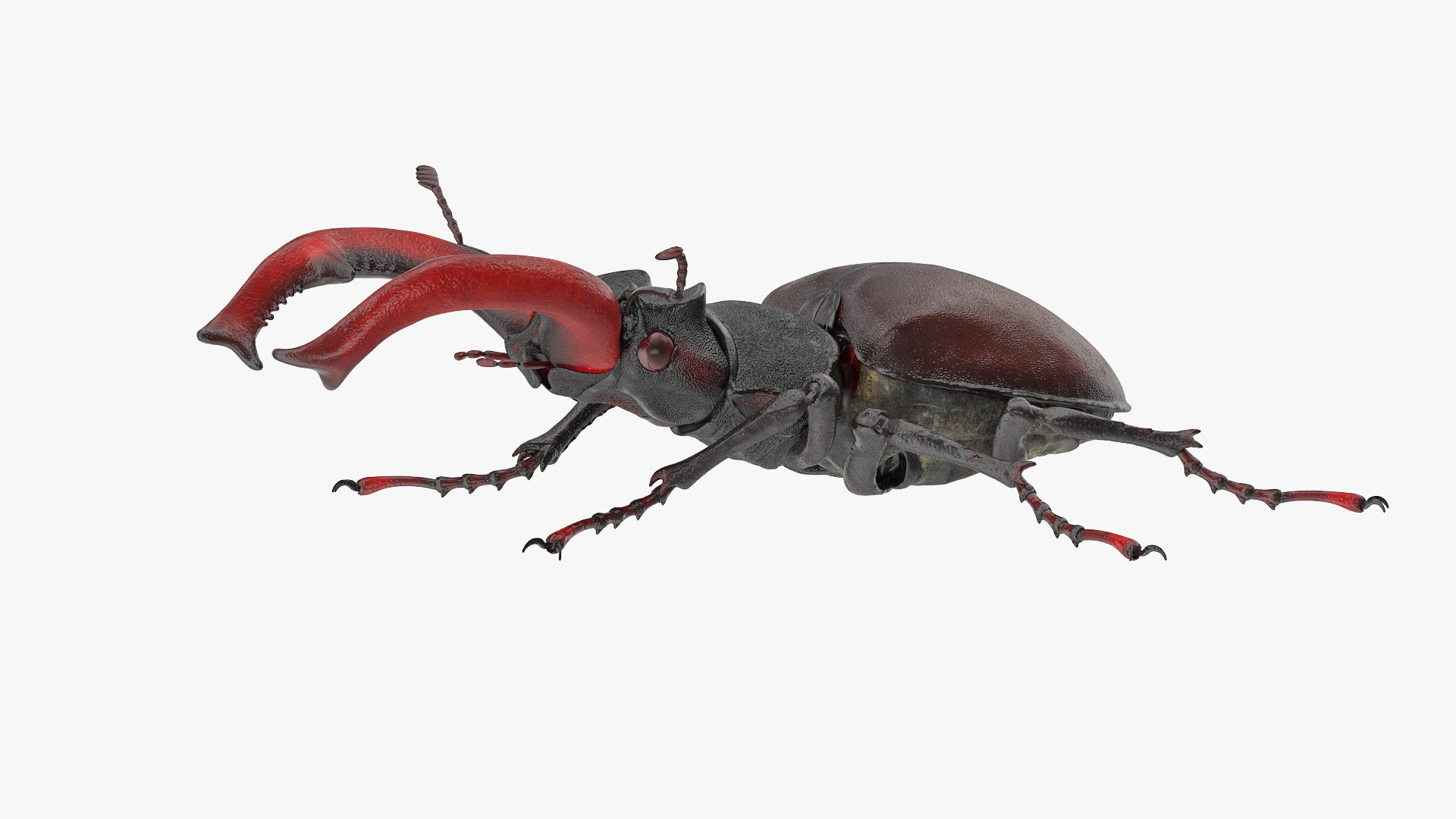 lucanus cervus stag beetle walking pose 360 1