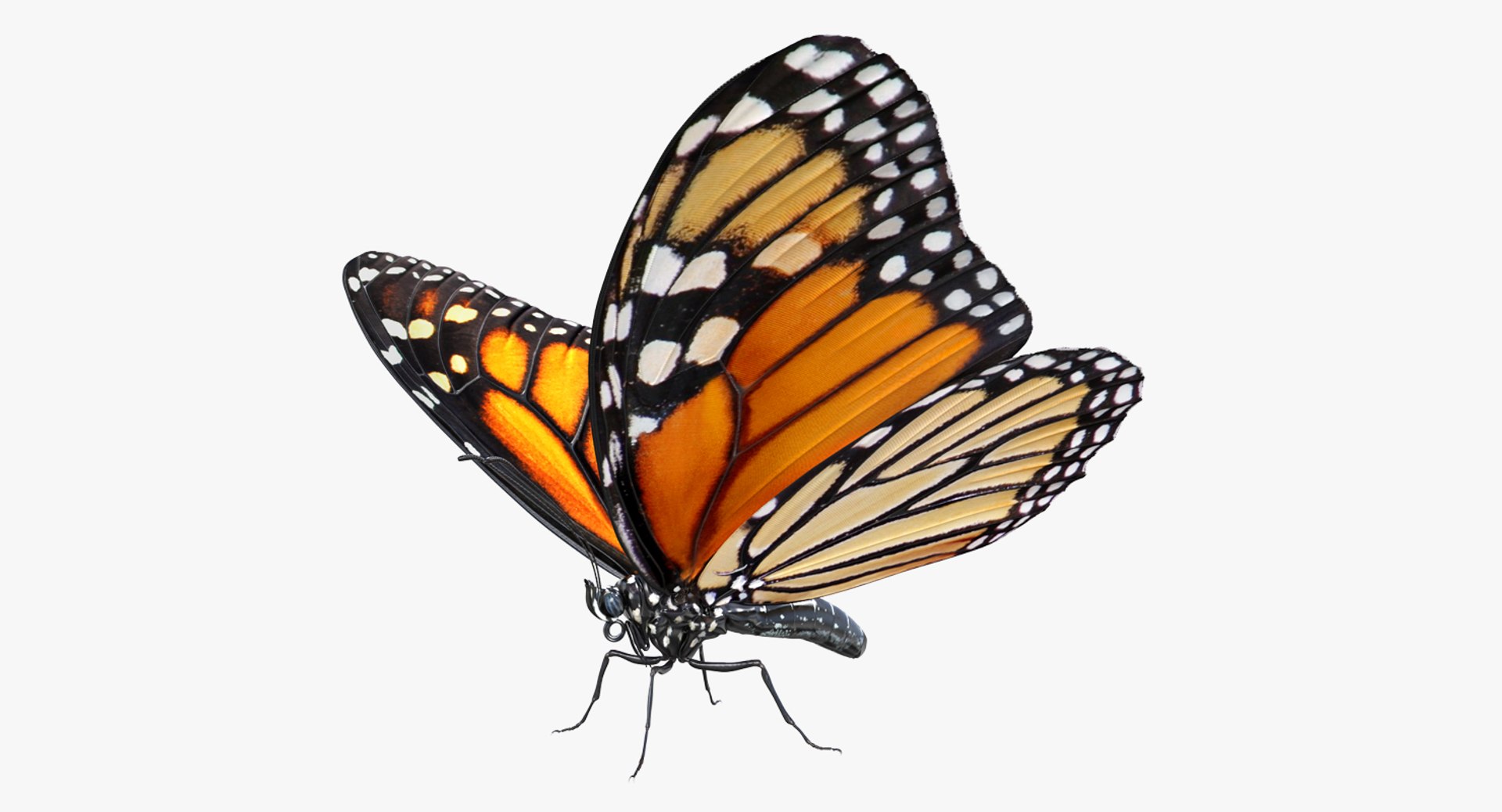 insects big 5 collections 3D model https://p.turbosquid.com/ts-thumb/a8/NZDPHi/dZ48eNEJ/insectsbigcollection5vray3dmodel031/jpg/1595402184/1920x1080/fit_q87/4029f06d997ac3bbfee16df63757fec6087eadc2/insectsbigcollection5vray3dmodel031.jpg