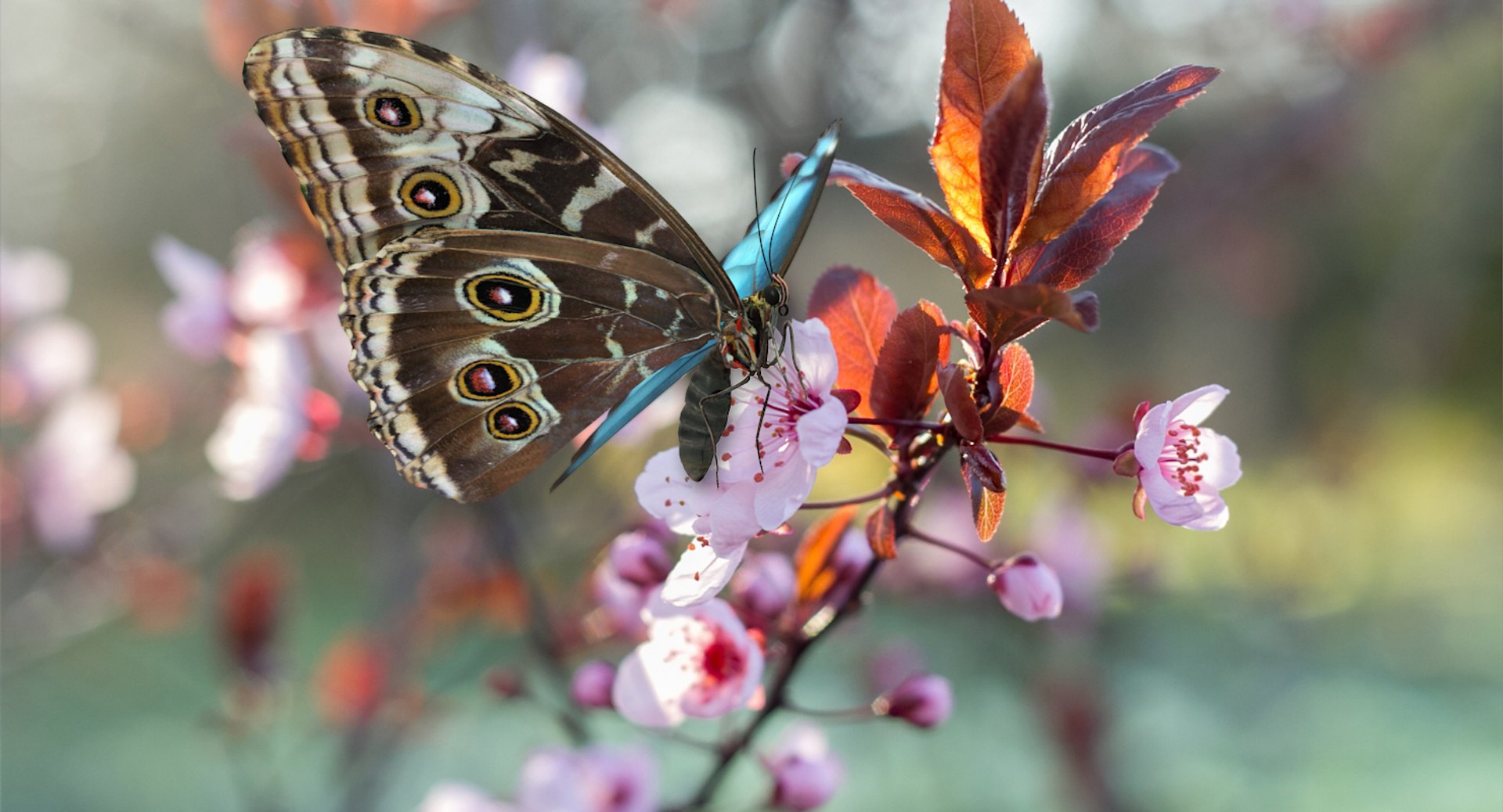 insects big 5 collections 3D model https://p.turbosquid.com/ts-thumb/a8/NZDPHi/hRZMsoEB/insectsbigcollection5vray3dmodel121/jpg/1595402400/1920x1080/fit_q87/529334c46f0fd71e98f20510ee0c7b79422f853a/insectsbigcollection5vray3dmodel121.jpg