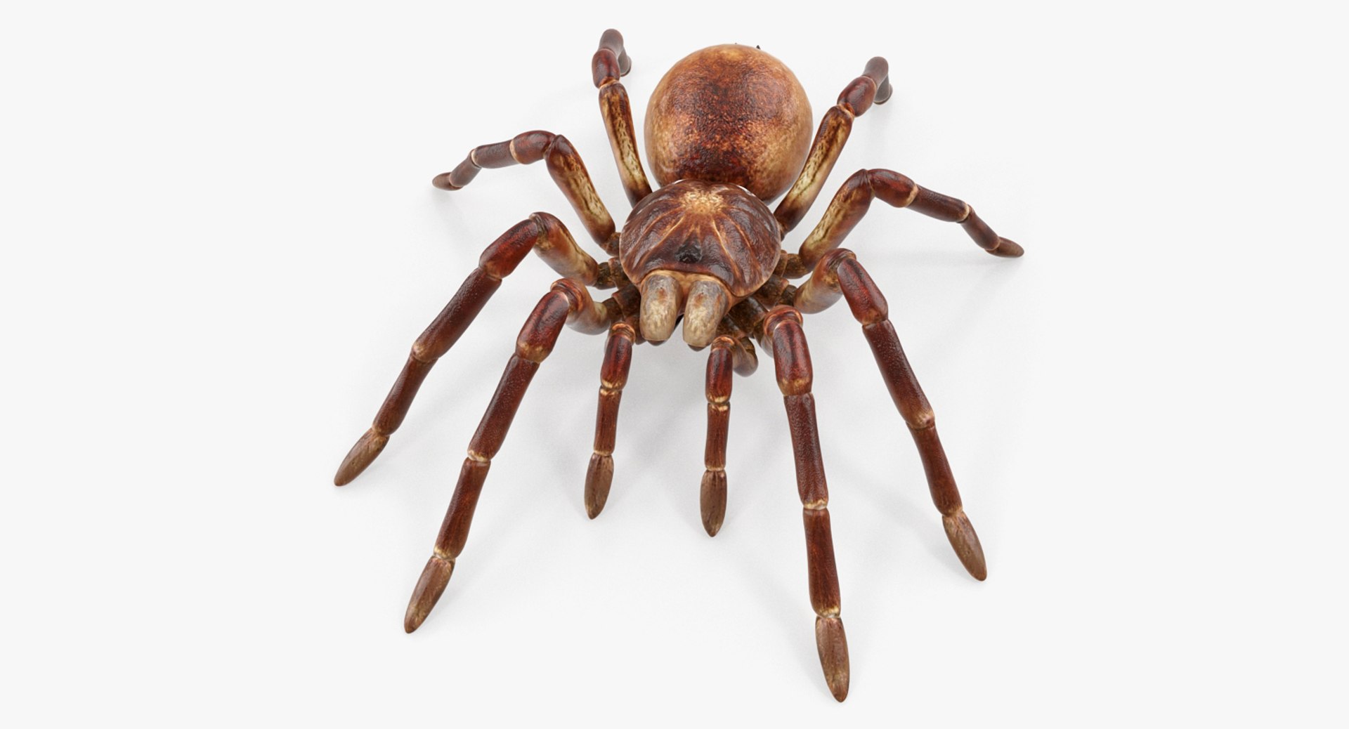 insects big 5 collections 3D model https://p.turbosquid.com/ts-thumb/a8/NZDPHi/jcXAoEMG/insectsbigcollection5vray3dmodel038/jpg/1595402200/1920x1080/fit_q87/01a991052dbc56f8a9804ced91c2edaa00021060/insectsbigcollection5vray3dmodel038.jpg