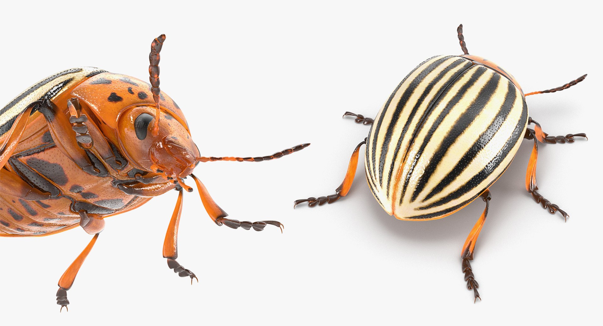 insects big 5 collections 3D model https://p.turbosquid.com/ts-thumb/a8/NZDPHi/ltVIjSM6/insectsbigcollection5vray3dmodel165/jpg/1595402504/1920x1080/fit_q87/6ac1738500e5ab59f9315f7b6d2c74b47e00deb0/insectsbigcollection5vray3dmodel165.jpg