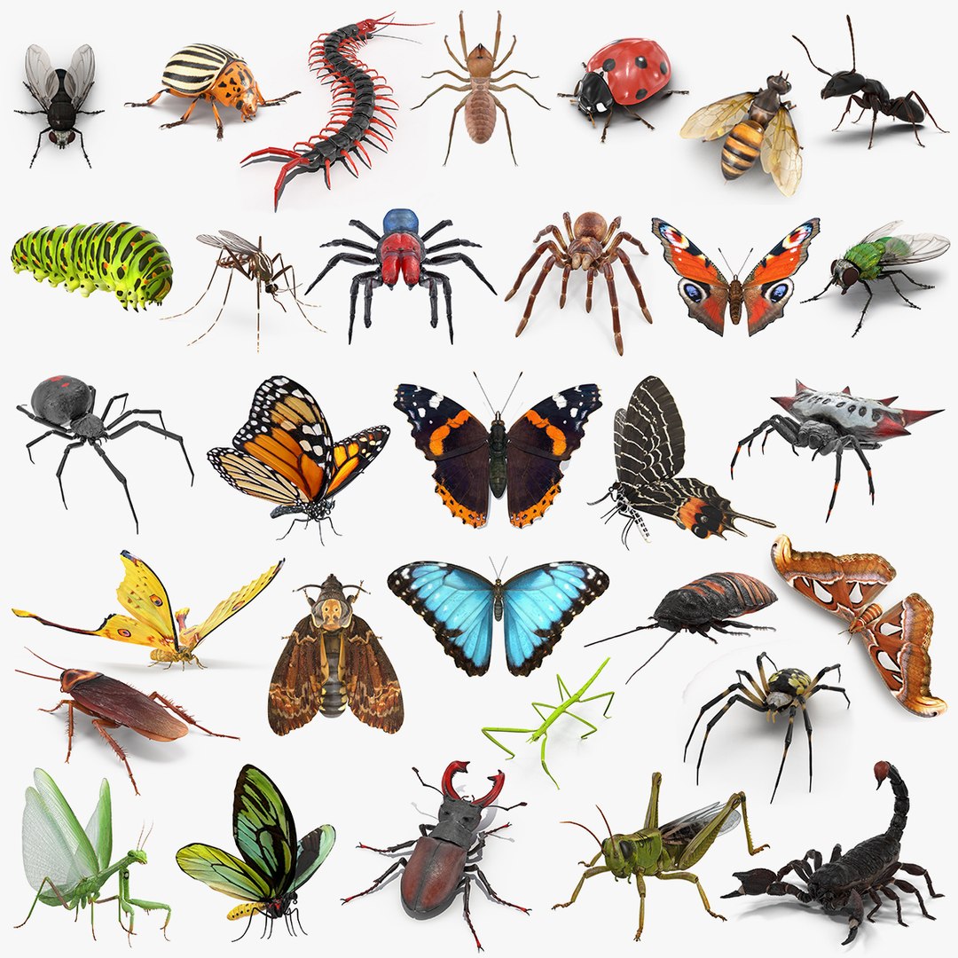 insects big 5 collections 3D model https://p.turbosquid.com/ts-thumb/a8/NZDPHi/rVVx3klJ/insectsbigcollection5vray3dmodel000/jpg/1595402111/1920x1080/fit_q87/4b4a9973d2f979d35d81dc40d01d7e2381b0c5f7/insectsbigcollection5vray3dmodel000.jpg