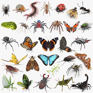Insects Big Collection 5