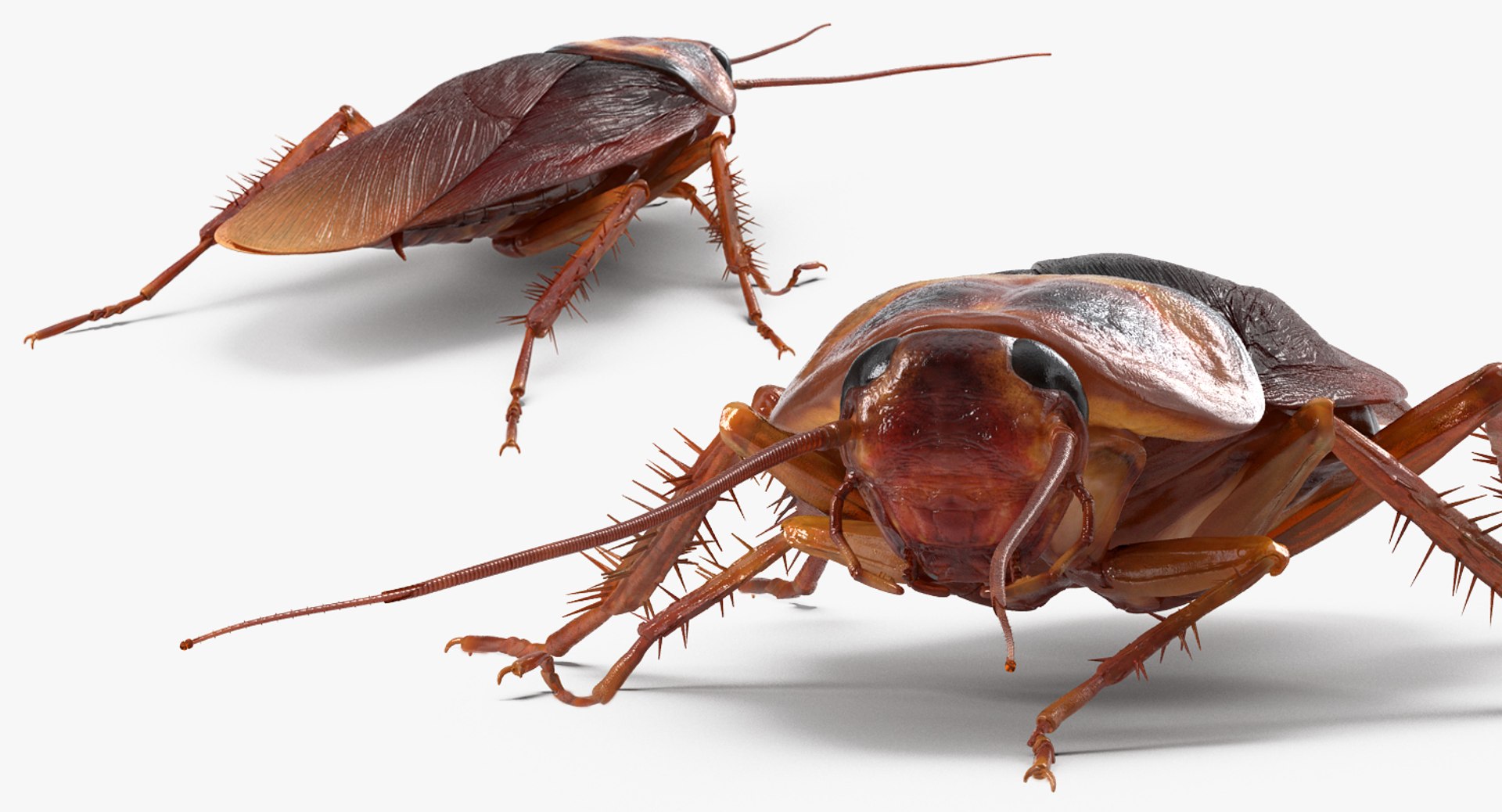 insects big 5 collections 3D model https://p.turbosquid.com/ts-thumb/a8/NZDPHi/rbhczd79/insectsbigcollection5vray3dmodel058/jpg/1595402250/1920x1080/fit_q87/b5477e6e59d7084ddb941c82f0cef6205ef24548/insectsbigcollection5vray3dmodel058.jpg