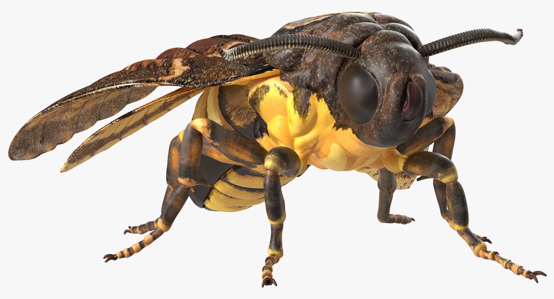 insects big 5 collections 3D model https://p.turbosquid.com/ts-thumb/a8/NZDPHi/sNUDHSdF/insectsbigcollection5vray3dmodel127/jpg/1595402414/1920x1080/fit_q87/715a31c684f9199442f2a264b7b84db65585e3f1/insectsbigcollection5vray3dmodel127.jpg