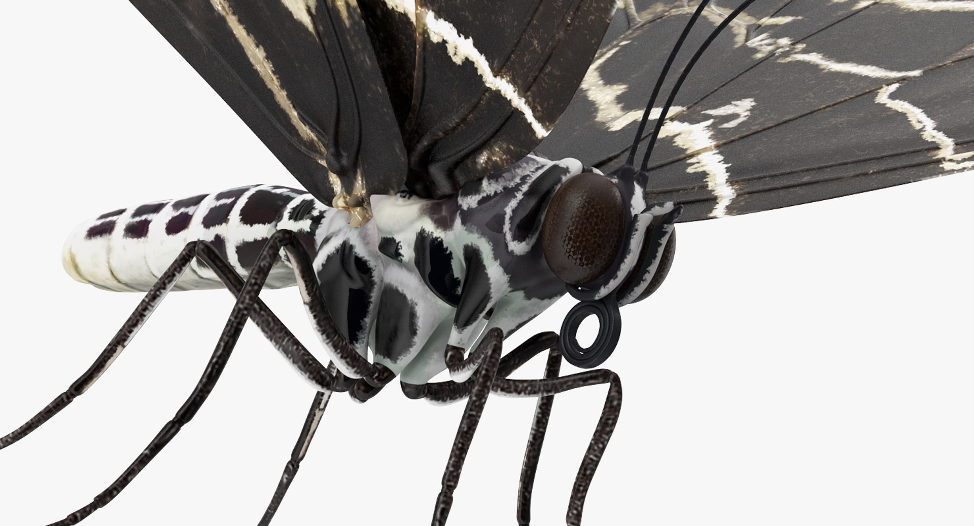 insects big 5 collections 3D model https://p.turbosquid.com/ts-thumb/a8/NZDPHi/ubatWbwK/insectsbigcollection5vray3dmodel097/jpg/1595402345/1920x1080/fit_q87/1ea34026a1ce8c977ded796ea3bbaa0e1fb802ca/insectsbigcollection5vray3dmodel097.jpg