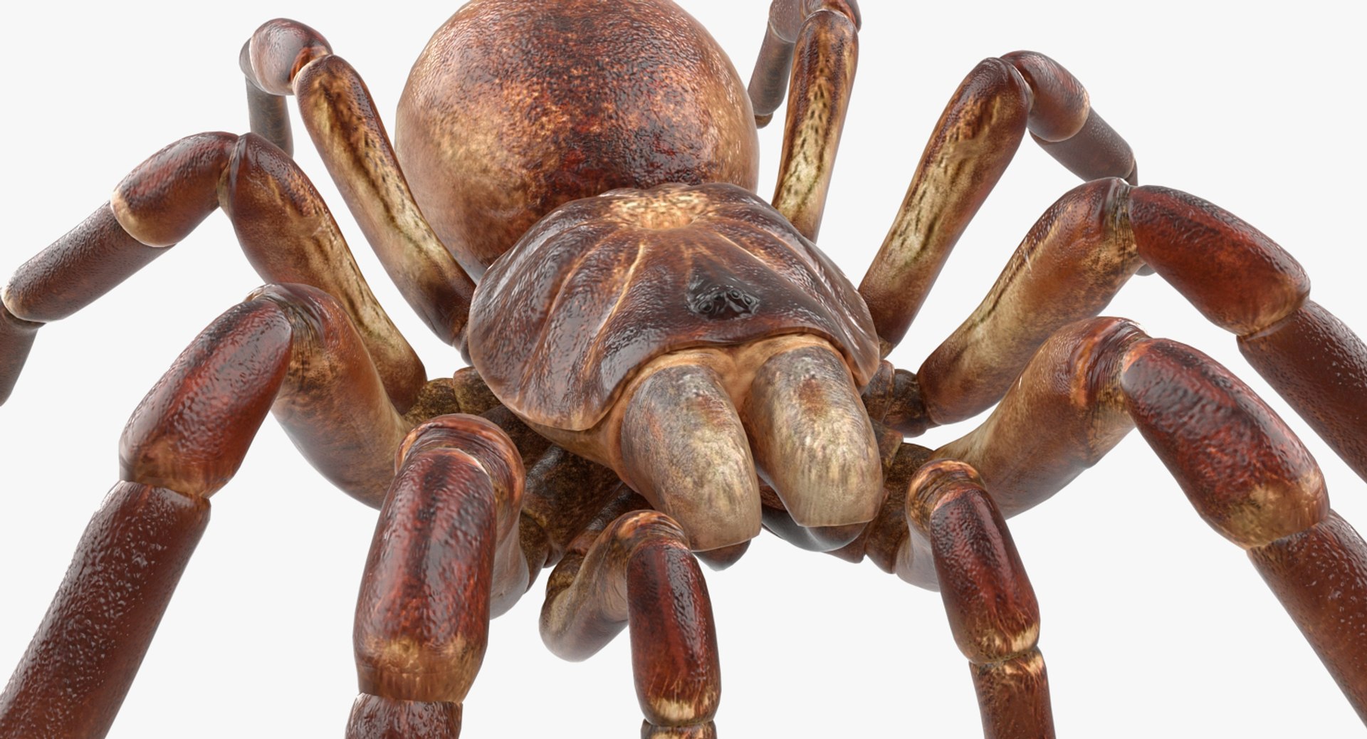 insects big 5 collections 3D model https://p.turbosquid.com/ts-thumb/a8/NZDPHi/v2zKTFDj/insectsbigcollection5vray3dmodel042/jpg/1595402210/1920x1080/fit_q87/ba60dad4cf2ed2fb8b29f7036d829ed6a07d5b0c/insectsbigcollection5vray3dmodel042.jpg