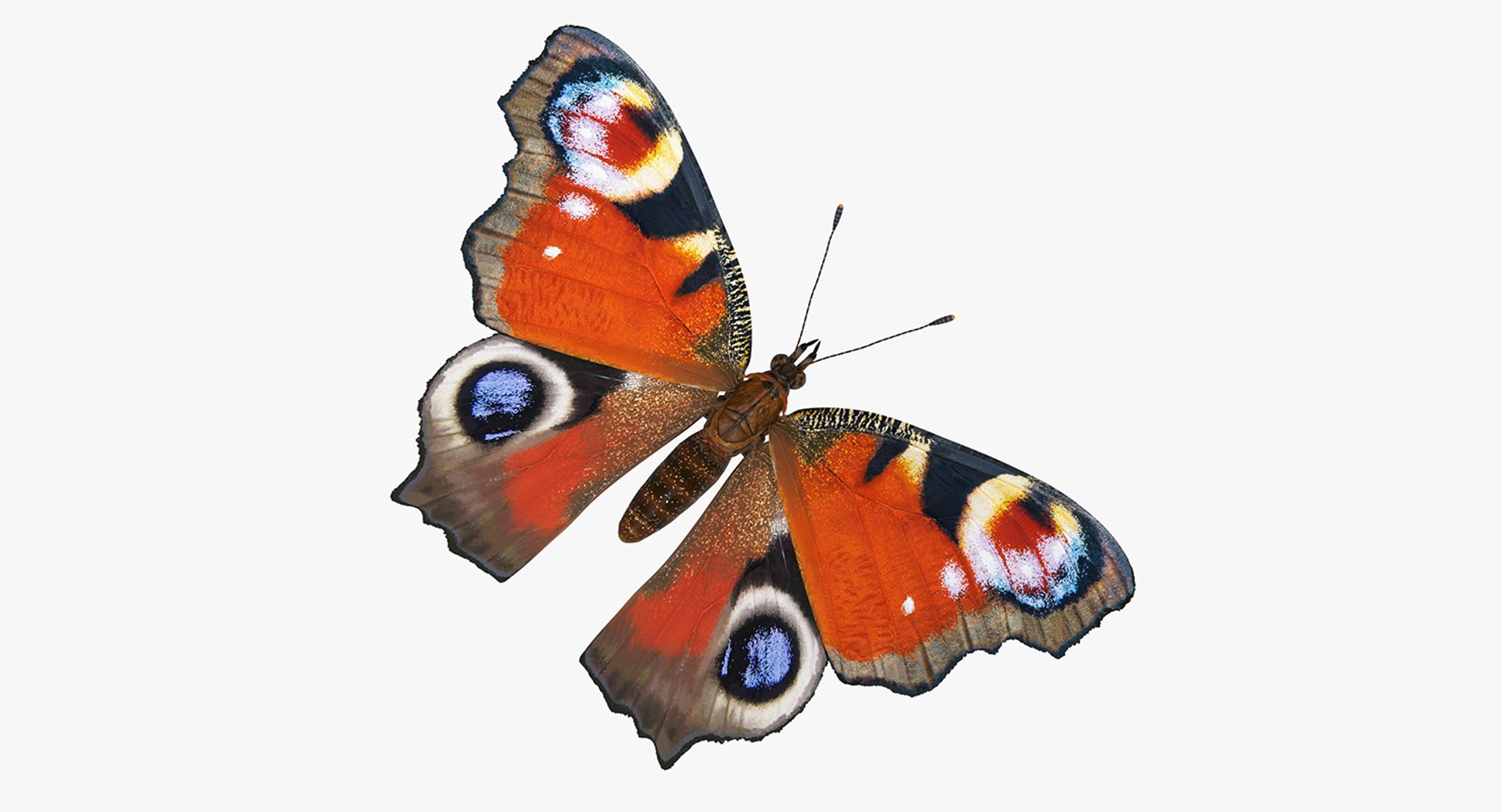 insects big 5 collections 3D model https://p.turbosquid.com/ts-thumb/a8/NZDPHi/xXFR3Sqv/insectsbigcollection5vray3dmodel087/jpg/1595402320/1920x1080/fit_q87/a4918579b765aaf1a23f6d64f1739da9e4dd8804/insectsbigcollection5vray3dmodel087.jpg