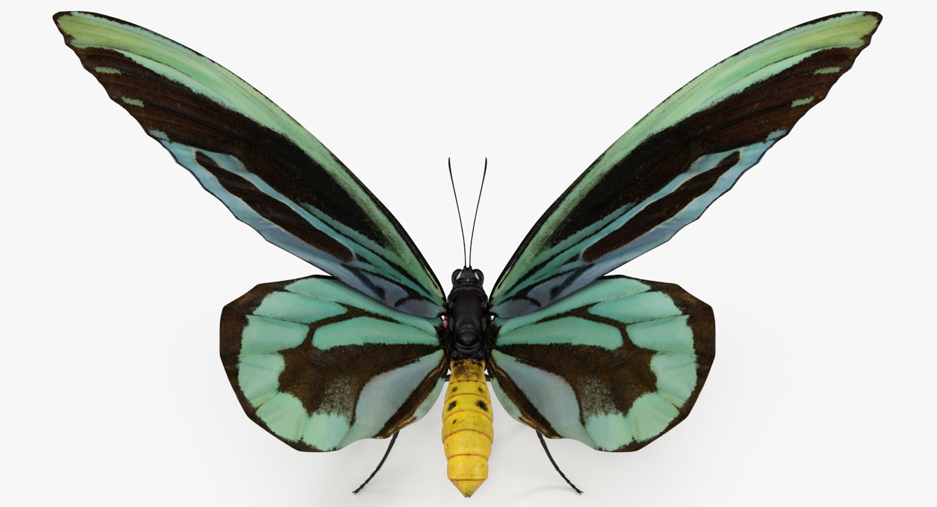 insects big 5 collections 3D model https://p.turbosquid.com/ts-thumb/a8/NZDPHi/yhGtsROi/insectsbigcollection5vray3dmodel106/jpg/1595402365/1920x1080/fit_q87/8de8709108b59f4bc0f875af43603be412cbc319/insectsbigcollection5vray3dmodel106.jpg