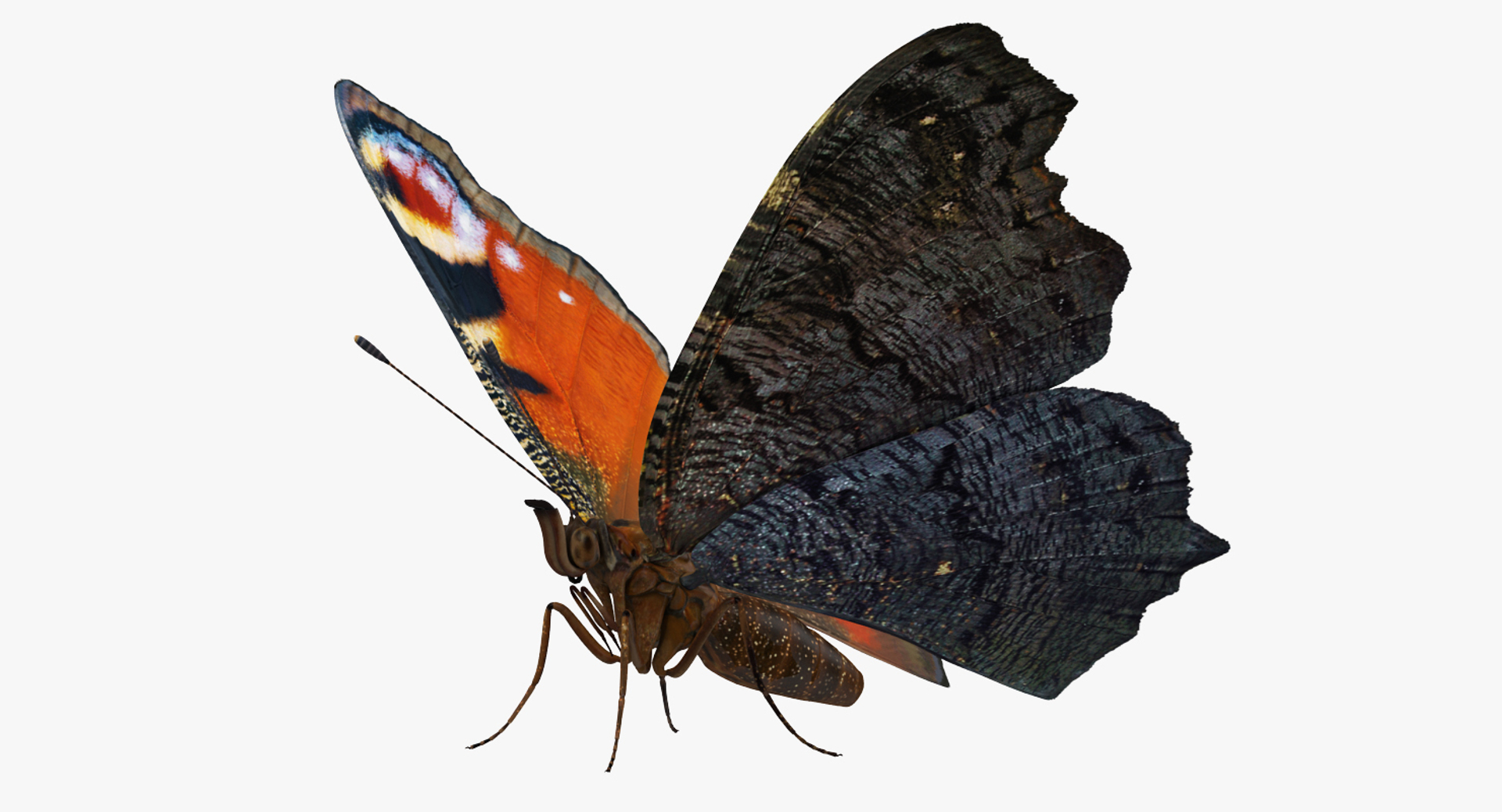 insects big 5 collections 3D model https://p.turbosquid.com/ts-thumb/a8/NZDPHi/yj0lxDIn/aglais_io_or_european_peacock_butterfly_360/jpg/1595397349/1920x1080/turn_fit_q99/5b5523bca5f42319af3fbd8a18eba1e0cf3dfad8/aglais_io_or_european_peacock_butterfly_360-1.jpg