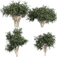 plant vol 932 - Pittosporum - Hosmerit - shurb- outdoor