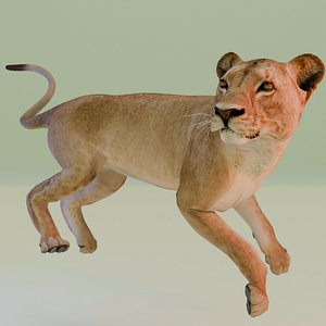Lioness model