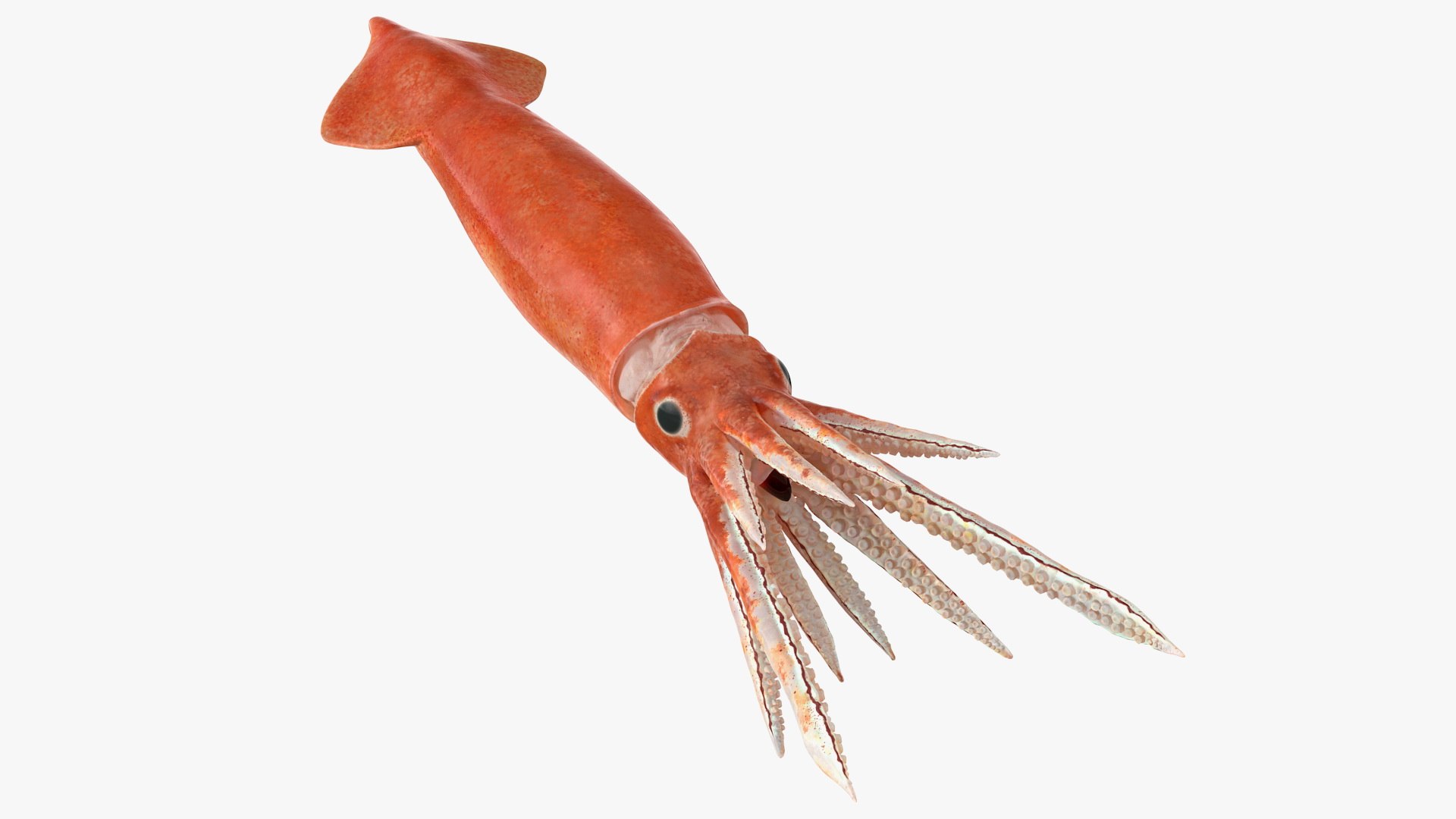 Arrow Squid Doryteuthis Plei 3D model preview
