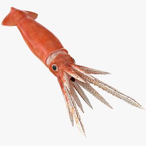 arrow squid doryteuthis plei 3D
