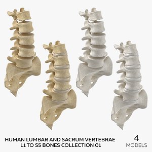 Human Lumbar and Sacrum Vertebrae L1 to S5 Bones Collection 01 - 4 models 3D model
