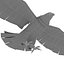 3D eagle bald model