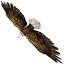3D eagle bald model