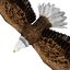 3D eagle bald model