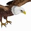 3D eagle bald model
