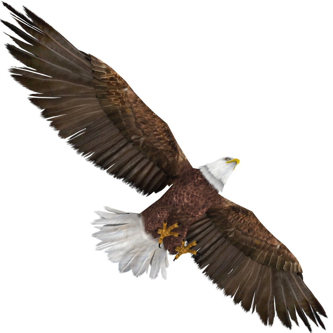 3D eagle bald model https://p.turbosquid.com/ts-thumb/a8/uMvD4r/VxImsCsm/baldeagle_0001/png/1567578568/1920x1080/fit_q87/e75b83c147038110b1df41061b222f9724d9e1a2/baldeagle_0001.jpg