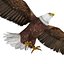3D eagle bald model