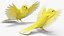 Canary Bird
