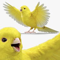 Canary Bird