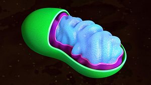 comic style mitochondrium 3d model