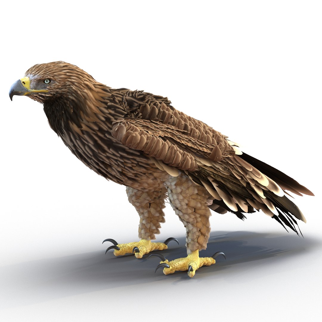 Imperial Eagle Pose 5 3D Model 3D model preview