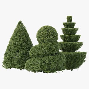 3 Shaped Yew Bush 031