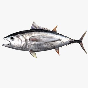 realistic tuna 3D model