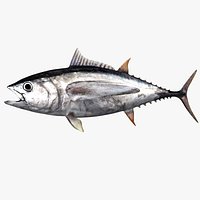 bigeye tuna
