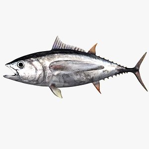 bigeye tuna
