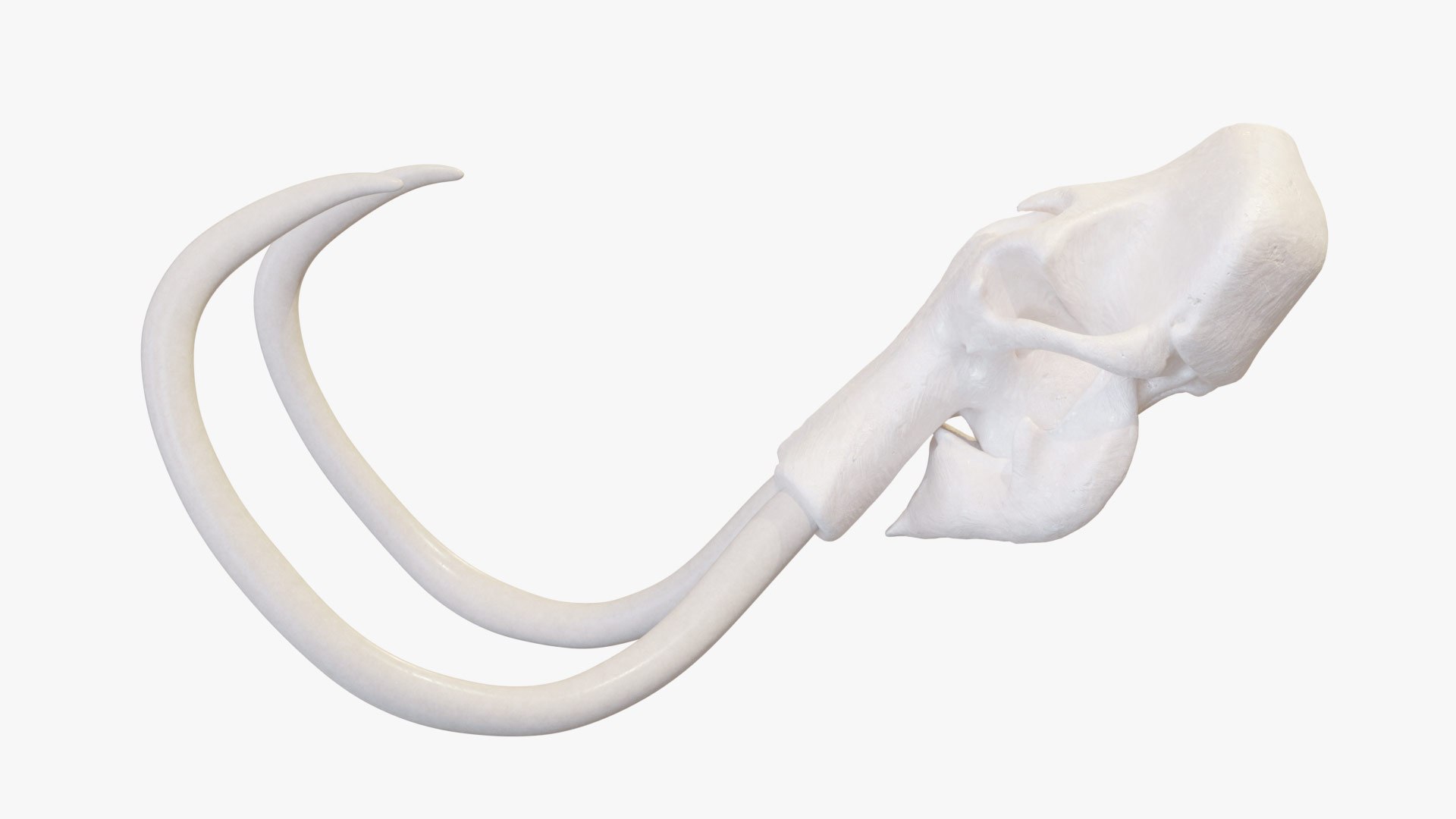 Mammoth Skull 3D https://p.turbosquid.com/ts-thumb/a9/SKRZEP/IO/mammoth_skull_02/jpg/1738013272/1920x1080/fit_q87/7af289c3c47ff900eb940e3e84b41e048b0322b7/mammoth_skull_02.jpg
