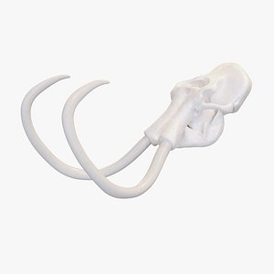 Mammoth Skull 3D