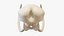 Mammoth Skull