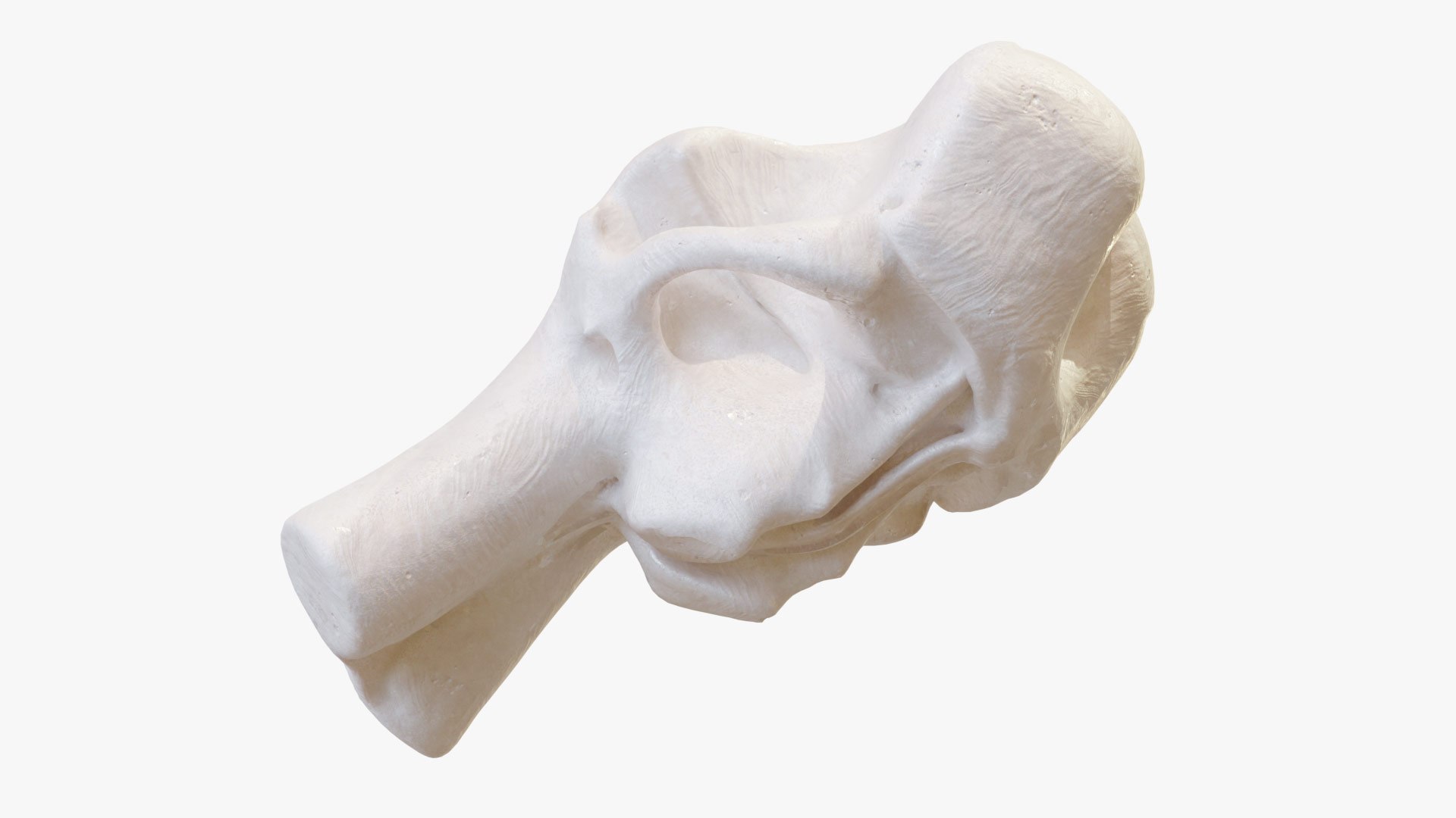 Mammoth Skull 3D https://p.turbosquid.com/ts-thumb/a9/SKRZEP/qg/mammoth_skull_08/jpg/1738013275/1920x1080/fit_q87/609c2e3d8885c3bf973704b5f9f144c101424480/mammoth_skull_08.jpg