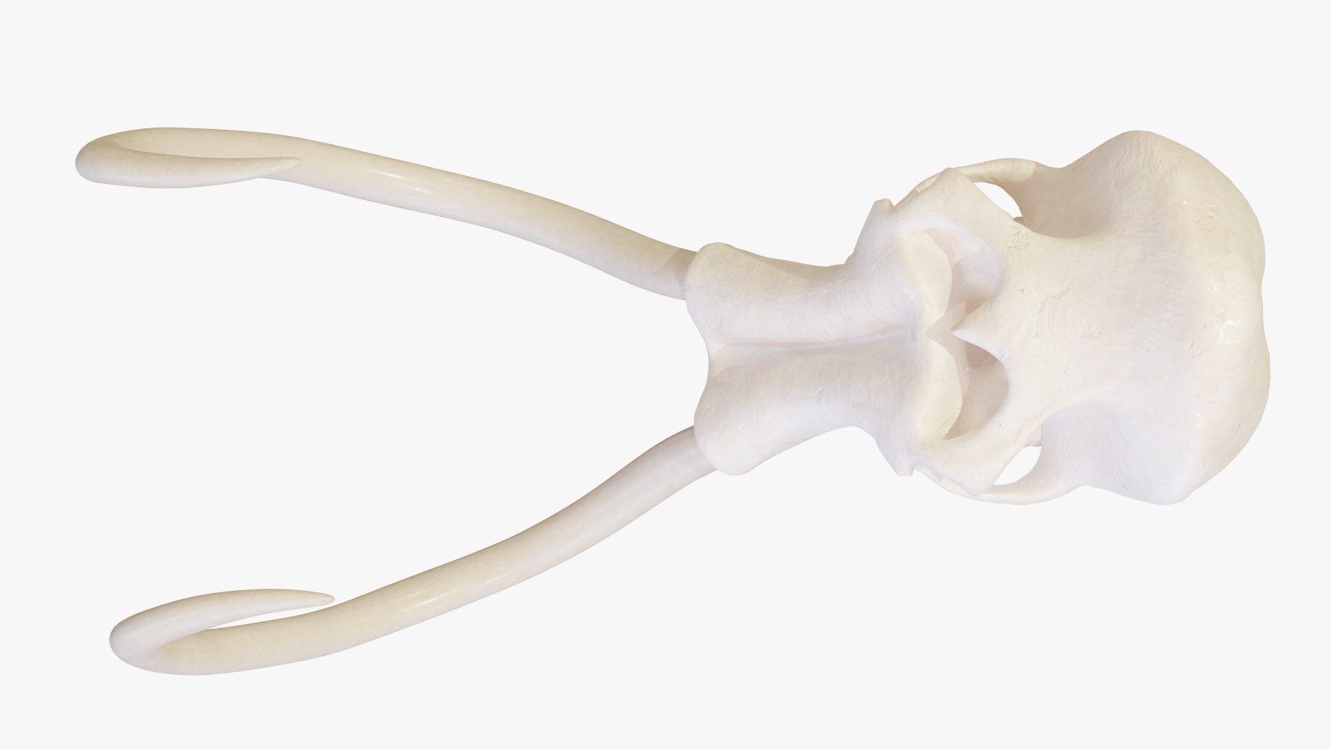 Mammoth Skull 3D https://p.turbosquid.com/ts-thumb/a9/SKRZEP/vM/mammoth_skull_06/jpg/1738013273/1920x1080/fit_q87/2064a08d120b67e784a2441ca35aa330527e2e0a/mammoth_skull_06.jpg