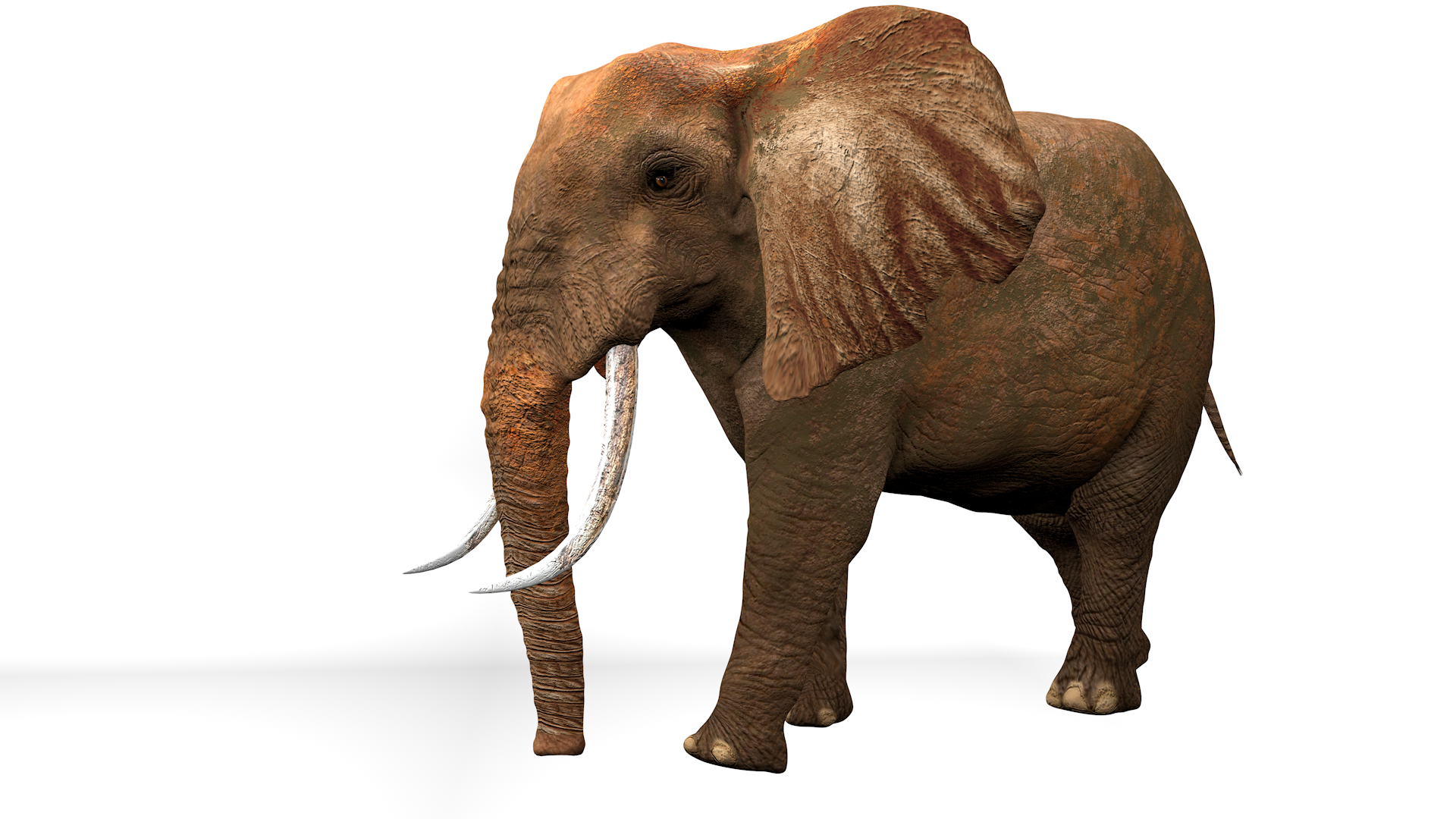 3D African Elephant RIGGED L2355 model https://p.turbosquid.com/ts-thumb/a9/igNdeb/3R/_i21/png/1744071494/1920x1080/turn_fit_q99/e4a8c6b722174695b18806bebc6b6ba7d6aebaee/_i21-1.jpg