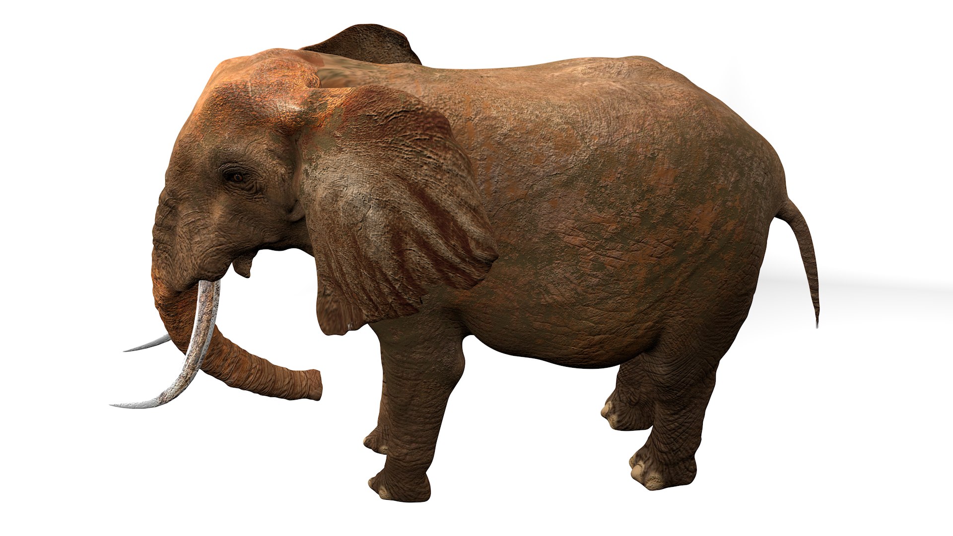 3D African Elephant RIGGED L2355 model https://p.turbosquid.com/ts-thumb/a9/igNdeb/8M/16_0025/png/1744068978/1920x1080/fit_q87/01b1c05dcb710e82bb247ca92e28651e54f4e02c/16_0025.jpg