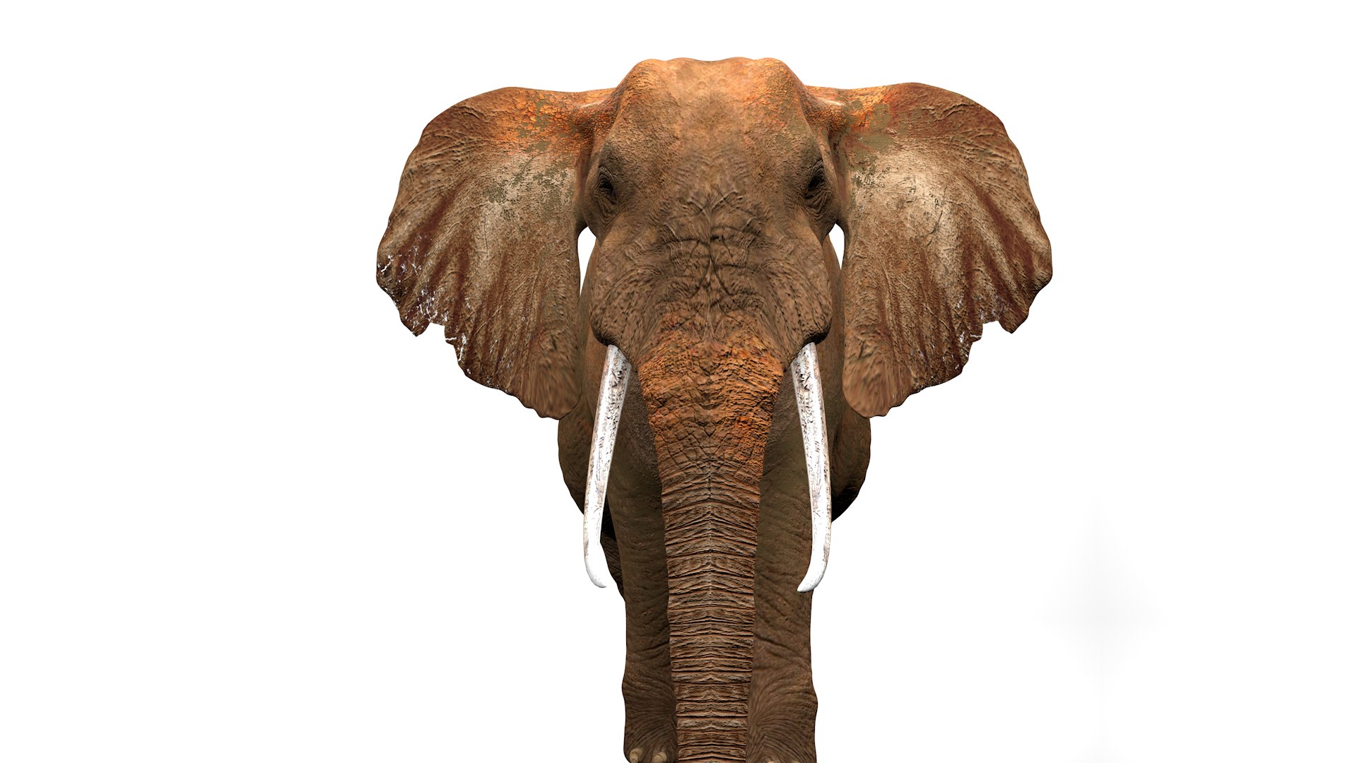 3D African Elephant RIGGED L2355 model https://p.turbosquid.com/ts-thumb/a9/igNdeb/CJ/11_0035/png/1744068966/1920x1080/fit_q87/1bfdd05433f269ead12a76428b4fcecf970367d8/11_0035.jpg