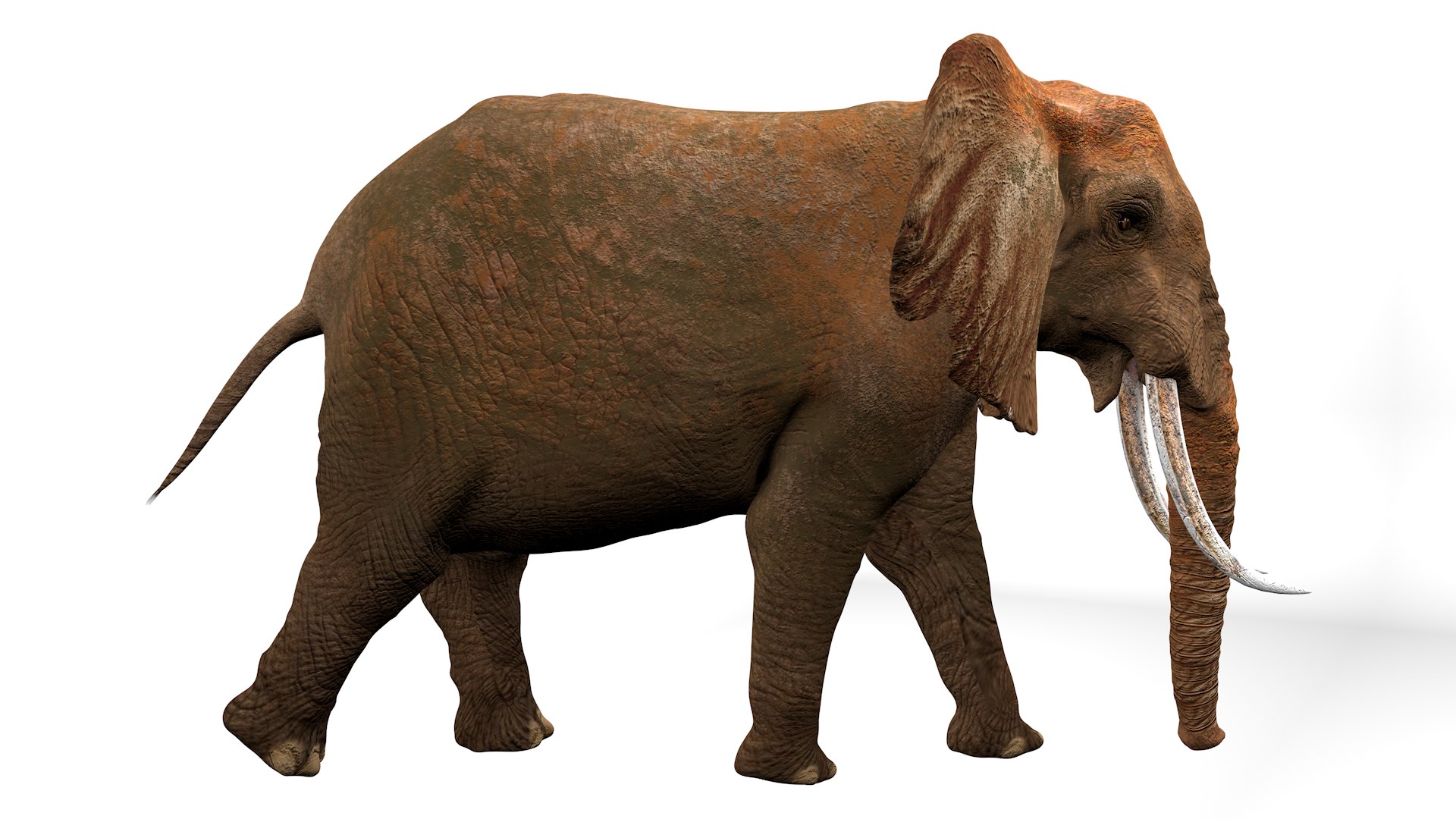 3D African Elephant RIGGED L2355 model https://p.turbosquid.com/ts-thumb/a9/igNdeb/Kl/06_0003/png/1744068938/1920x1080/fit_q87/049f868888047b19b4c3887beb3e8a935272e5c3/06_0003.jpg