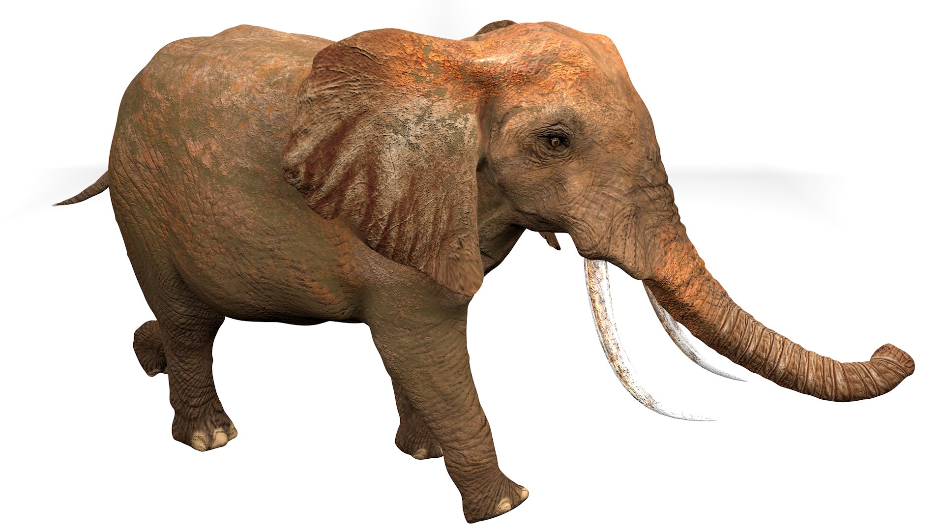 3D African Elephant RIGGED L2355 model https://p.turbosquid.com/ts-thumb/a9/igNdeb/RD/12_0020/png/1744068957/1920x1080/fit_q87/3da674ccaba023dc82b0b75ec71668a8812b8369/12_0020.jpg
