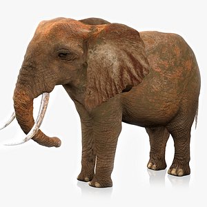 3D African Elephant RIGGED L2355 model